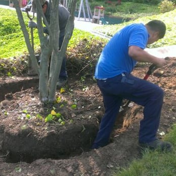 EC Tree Cutting Service - transferring a tree - Tree Services Near Me - Huntington Station, New York EC Tree Cutting Service - transferring a tree - Tree Services Near Me - Huntington Station, New York