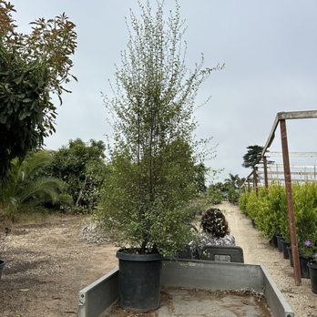 Foothill Nursery - Pittosporum Silver Sheen - Nurseries & Gardening Near Me - Carpinteria, California