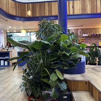 The Mellow SF - more plants! - Nurseries & Gardening Near Me - San Francisco, California The Mellow SF - more plants! - Nurseries & Gardening Near Me - San Francisco, California