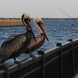 Courtship on the Fence of the Pensacola Bay