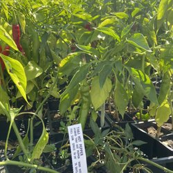 Leon's Garden World - Outdoor plants