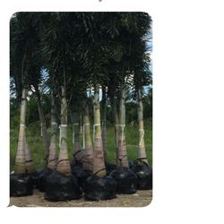 Fox tail palms