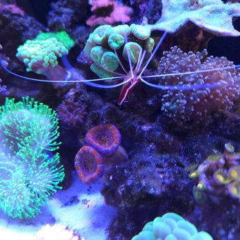 Reef Lounge Norco - Bright red acans from reef lounge Norco. - Local Fish Stores Near Me - Norco, California Reef Lounge Norco - Bright red acans from reef lounge Norco. - Local Fish Stores Near Me - Norco, California
