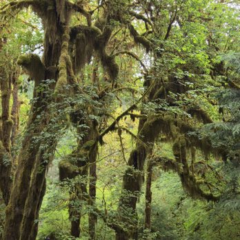 Hoh Rainforest - Hiking Near Me - Forks, Washington Hoh Rainforest - Hiking Near Me - Forks, Washington