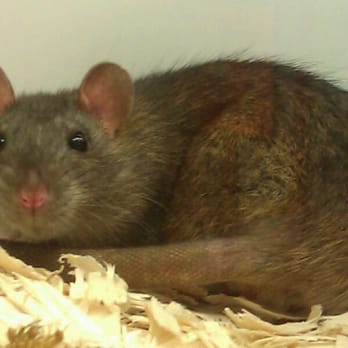 Petco - Pet Stores Near Me - West Hollywood, California