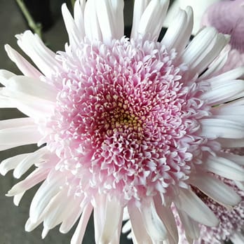 Flower Frenzy - Beautiful, fresh flowers always. - Florists Near Me