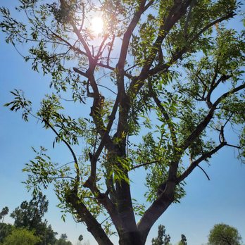 Inexpensive Tree Services - After - Tree Services Near Me - Los Angeles, California