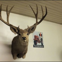 Davis Creek Mercantile - Mr. Mule Deer looks over the restaurant. If you love the outdoors and deer hunting, Davis Creek is "your place."