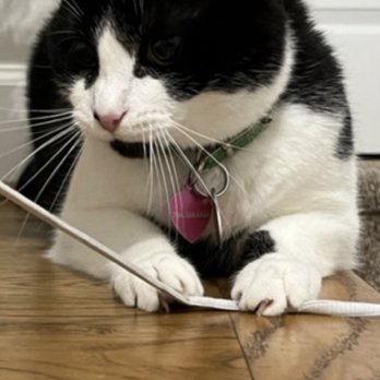 Petsense - Pet Groomers Near Me - Clemmons, North Carolina