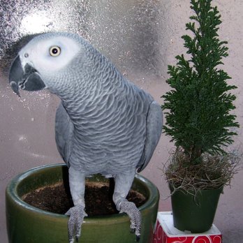 nearest parrot shop
