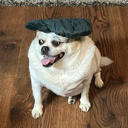 Jaco Juice and Taco - Doggywog