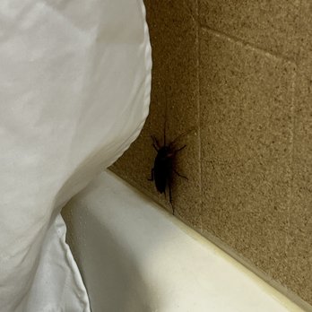 Hampton Inn Gonzales - And they have roaches - Hotels Near Me - Gonzales, Louisiana Hampton Inn Gonzales - And they have roaches - Hotels Near Me - Gonzales, Louisiana