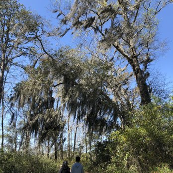Carolina Beach State Park - Spanish moss on the trees - love it! - Parks Near Me - Carolina Beach, North Carolina Carolina Beach State Park - Spanish moss on the trees - love it! - Parks Near Me - Carolina Beach, North Carolina