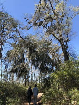 Carolina Beach State Park by null