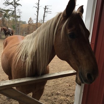 Bear Mountain Stables - Looking for carrots - Horseback Riding Near Me - Eureka Springs, Arkansas