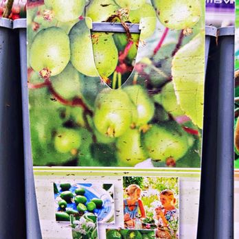 Sonderpreis Baumarkt - Stachelbeeren (02/2024) - Building Supplies Near Me - Zellingen, BY