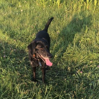Canine State of Mind - Pet Training Near Me - Hanover, Illinois
