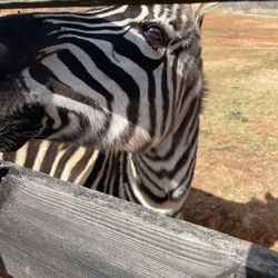 Chestatee Wild Life Preserve - Zebra
