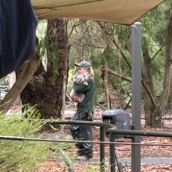 Cleland Wildlife Park - Zookeeper carrying koala back to the loft