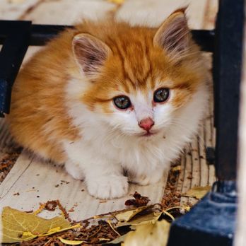 Eric's Photography - Kitten - Session Photography Near Me - Rancho Cucamonga, California