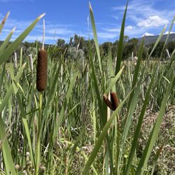 Rock Bottom Ranch Aspen Center For Enviromental Studies - Cattails