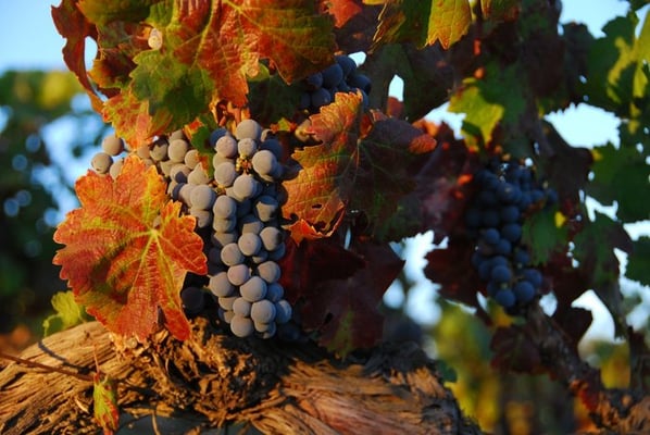 Palumbo Family Vineyard by null