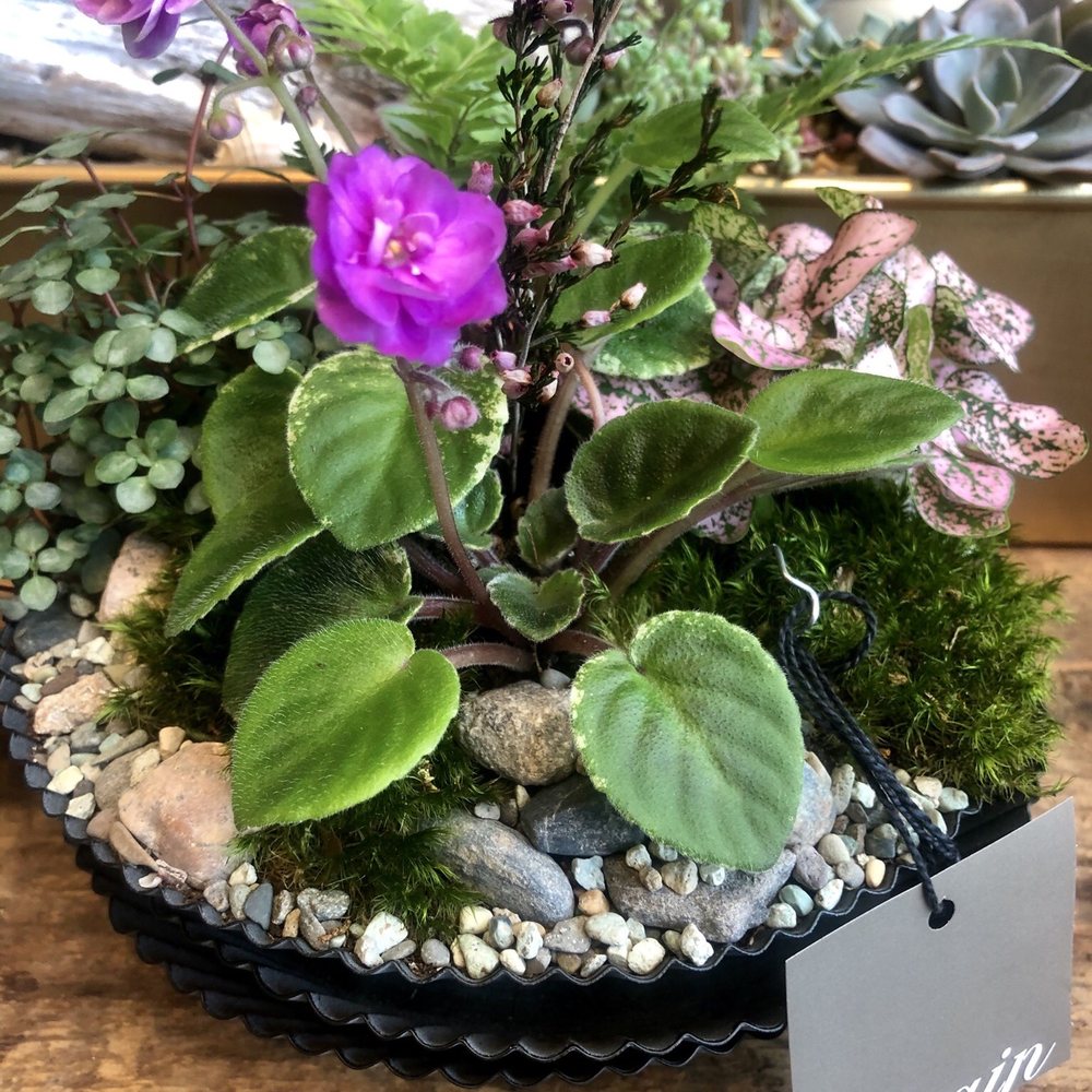 Terrain - purple blossom violets - Home & Garden Near Me - Los Angeles, California