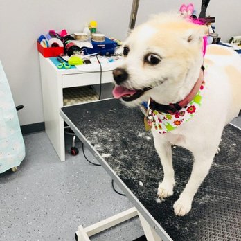 Puppy Pampering Pet Spa - Picture Li sent! - Pet Groomers Near Me - Rancho Cucamonga, California