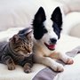 Photo of Durydogs Pet Sitting and Dog Walking