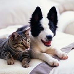 Durydogs Pet Sitting and Dog Walking