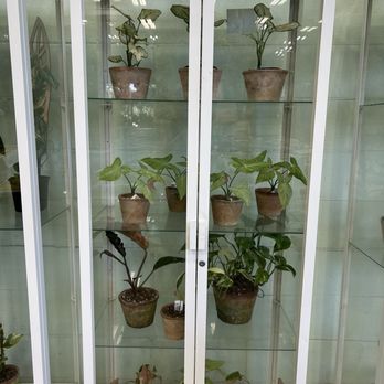 Terra Bella Nursery - I need two of these please - Nurseries & Gardening Near Me - San Diego, California Terra Bella Nursery - I need two of these please - Nurseries & Gardening Near Me - San Diego, California