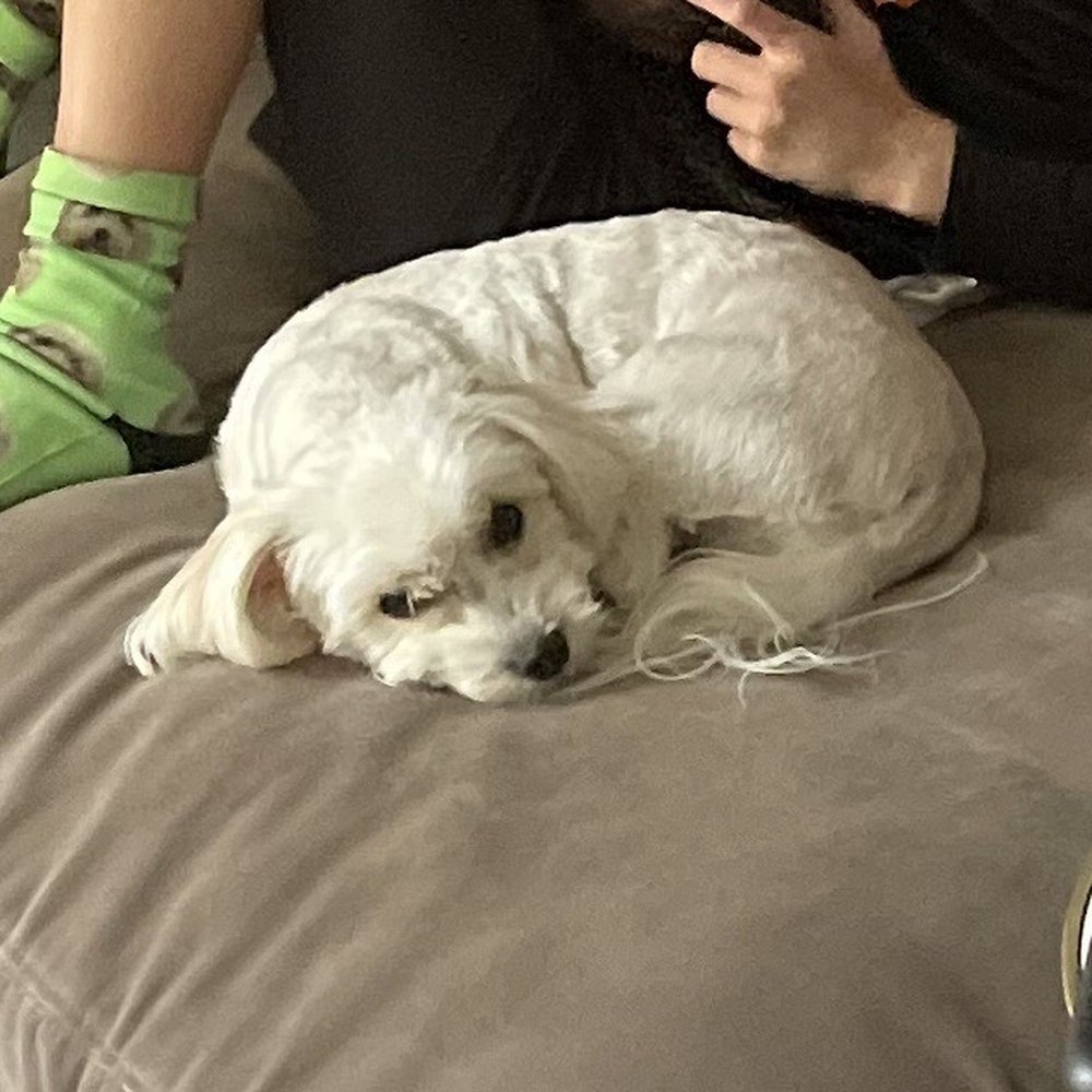 Rocky & Maggie's - This is the after "short puppy cut" but obviously it's Shaved! - Pet Stores Near Me - Houston, Texas Rocky & Maggie's - This is the after "short puppy cut" but obviously it's Shaved! - Pet Stores Near Me - Houston, Texas