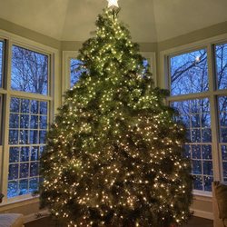 Rollie's Tree Farm - Our 13ft Christmas Tree!