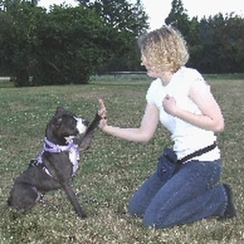 Spunky Dogs - A high five - Pet Training Near Me - Bellevue, Washington Spunky Dogs - A high five - Pet Training Near Me - Bellevue, Washington