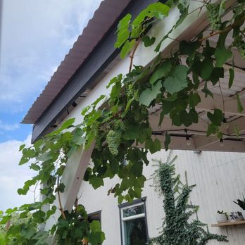 Susina - Grapes on vine - American Near Me - Boise, Idaho