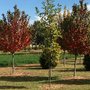 Photo of Frese Ornamental Nursery