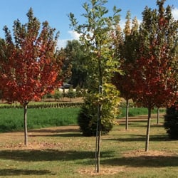 Frese Ornamental Nursery