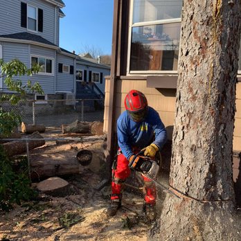 Niz Tree Services - a man cutting a tree - Tree Services Near Me Niz Tree Services - a man cutting a tree - Tree Services Near Me