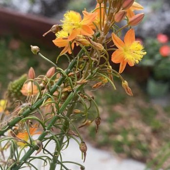 Green Thumb Nursery - Nurseries & Gardening Near Me - Tampa, Florida