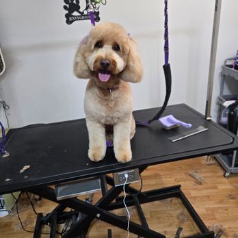 Jenn's Grooming - Pet Groomers Near Me - Lemoore, California