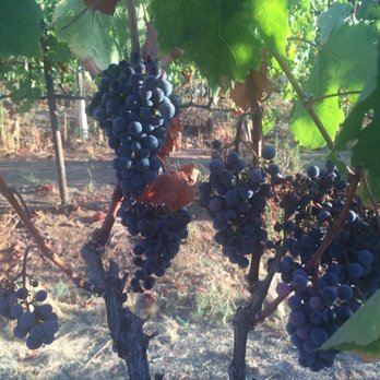 Old Survey Vineyards - Wineries Near Me - Escondido, California Old Survey Vineyards - Wineries Near Me - Escondido, California