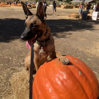 Bates Nut Farm - Loads of Photo Ops! - Specialty Food Near Me - Valley Center, California Bates Nut Farm - Loads of Photo Ops! - Specialty Food Near Me - Valley Center, California