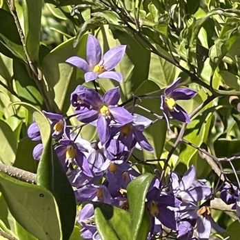 Meadows Deli Market - Native Shrubs to dine by. - Grocery Near Me - Escondido, California Meadows Deli Market - Native Shrubs to dine by. - Grocery Near Me - Escondido, California