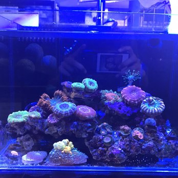 Splash Aquarium - tank by the register - Local Fish Stores Near Me - Sacramento, California Splash Aquarium - tank by the register - Local Fish Stores Near Me - Sacramento, California