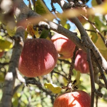 Willowbrook Apple Farm - Stayman Winesap Apples - Pick Your Own Farms Near Me - Oak Glen, California
