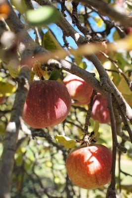 Willowbrook Apple Farm by null