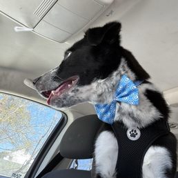 Dog grooming Dog grooming