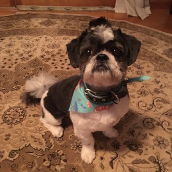 Dog Gone Gorgeous - Pet Groomers Near Me - Canton, Massachusetts