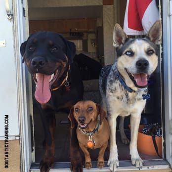 Dogtastic Training - Sam (middle) a doxie is one of my boarding clients who had a real doggie vacation while his mom was away and traveled to Nevada with us. - Pet Training Near Me Dogtastic Training - Sam (middle) a doxie is one of my boarding clients who had a real doggie vacation while his mom was away and traveled to Nevada with us. - Pet Training Near Me