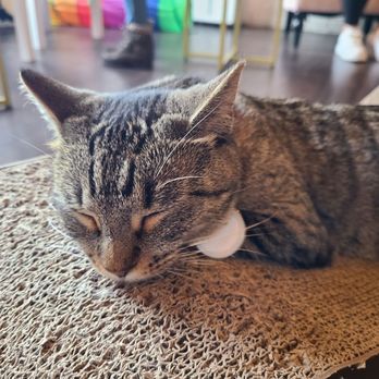 Pounce Cat Cafe - Pet Adoption Near Me - Charleston, South Carolina